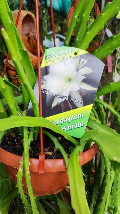 Lindo epiphyllium de flor branca