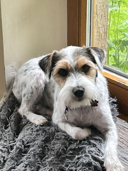Szczeniak Parson Russell Terrier