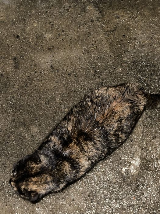 Неймовірно гарна киця