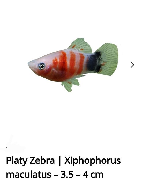 Peixes de água quente