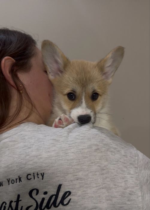 Дівчинка і хлопчики вельш корг