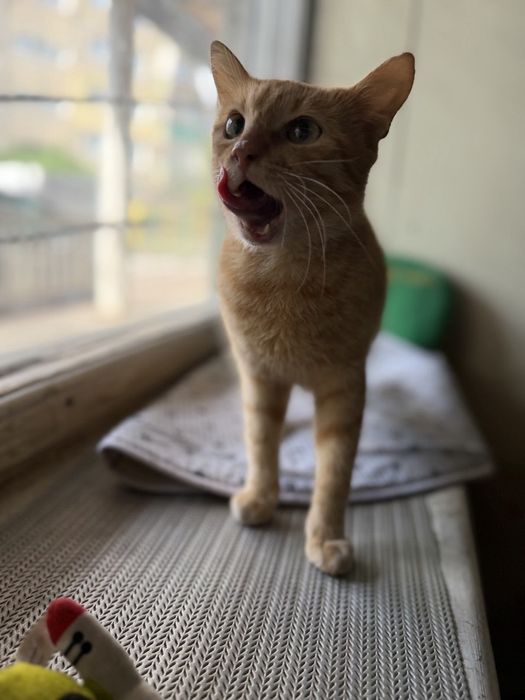 Шукаємо родину для котика