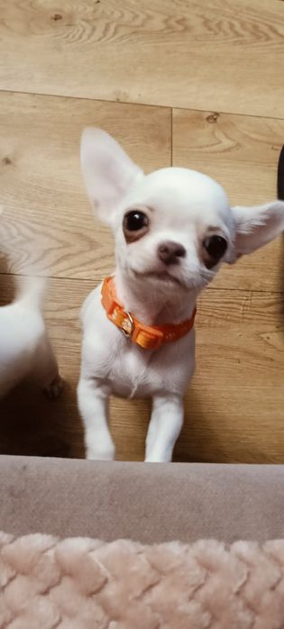 TEDDY śliczny chłopczyk z FCI