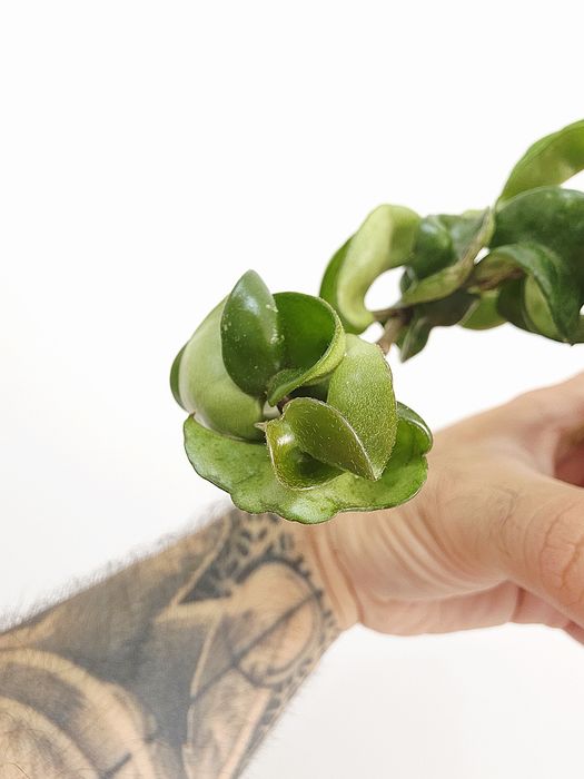 Hoya  Carnosa Compacta