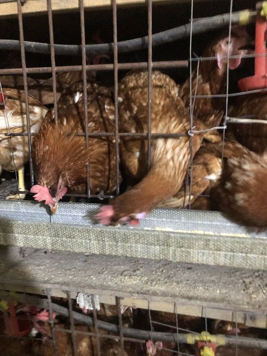 Продаються кури різних порід