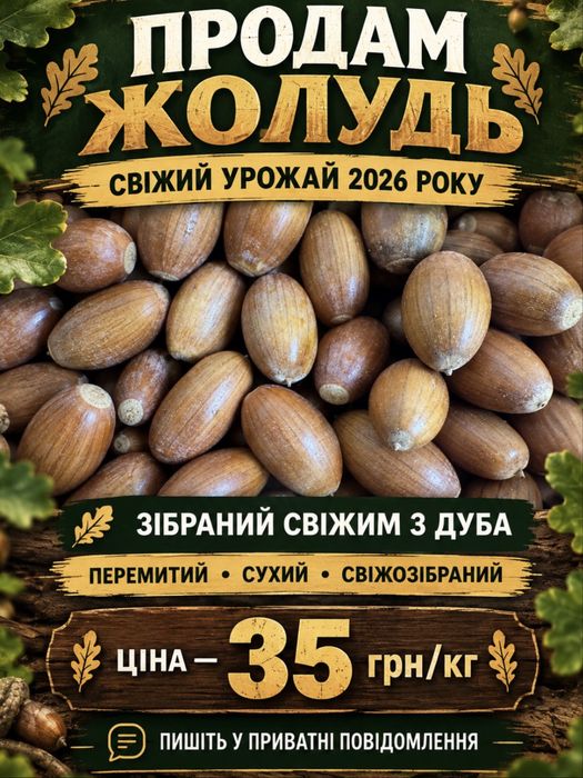 Продам жолудь!Свіжий