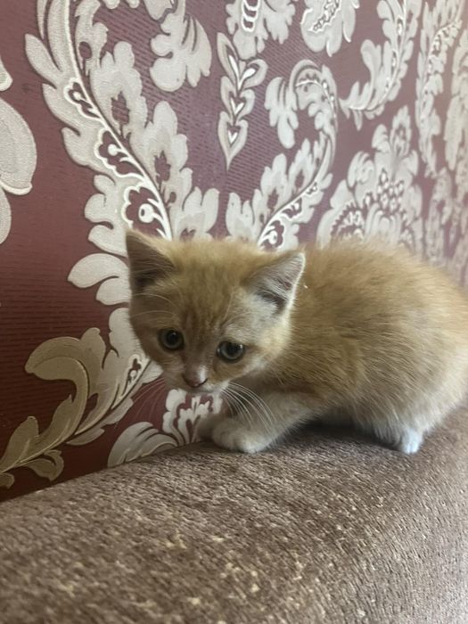 Кошенята дівчинки