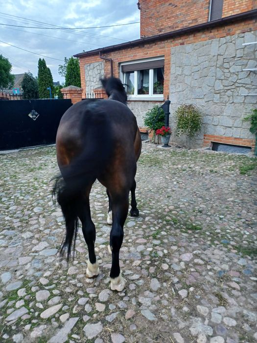"Sprzedam konia, spokojna klacz (bardzo dobra matka)"