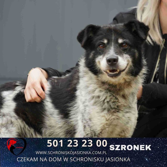 SZRONEK do adopcji – Schronisko Jasionka