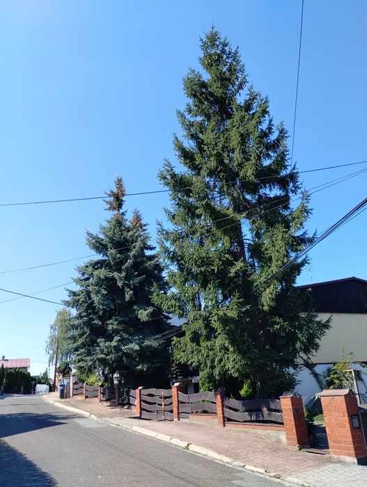 4 duże świerki do wycięcia