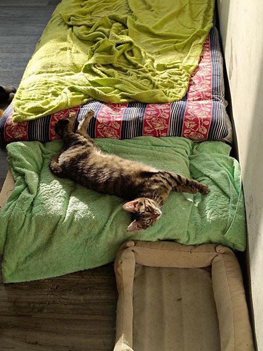 Котик с кисточками на ушках из приюта