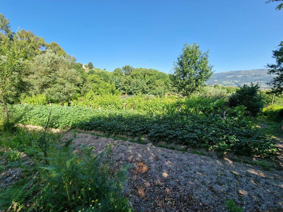 Quintinha com Árvores de fruto e Água