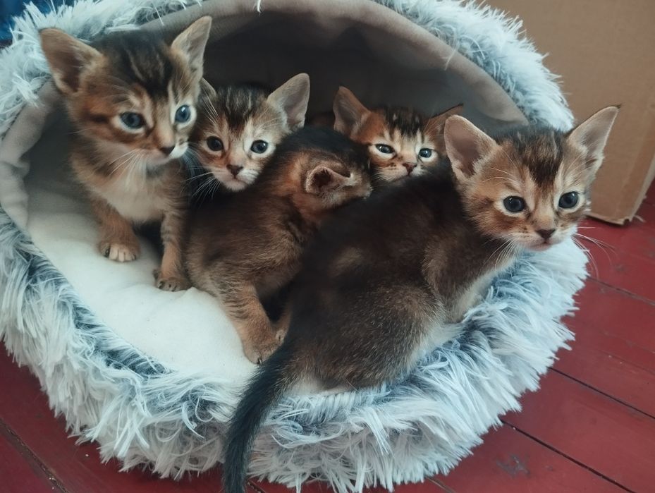Кошенята абіссінської кішки