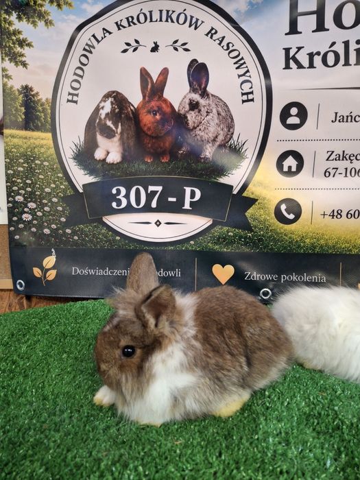 Króliczki miniaturki TEDDY