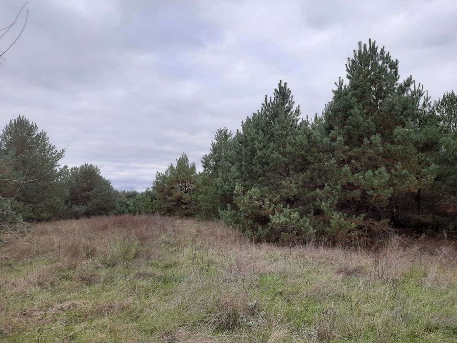 1Продається ділянка з Лісом