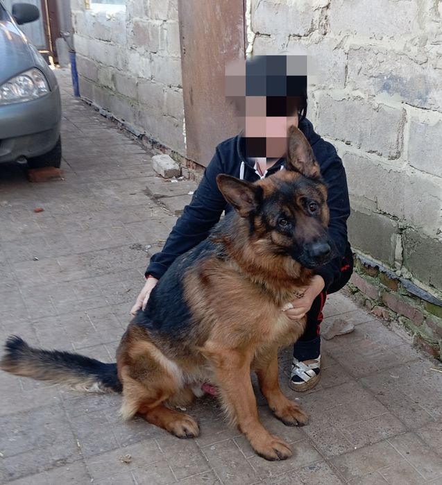 Щенки нем овчарок.