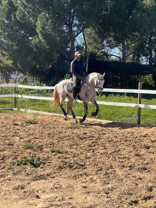 Cavalo Puro Sangue Lusitano