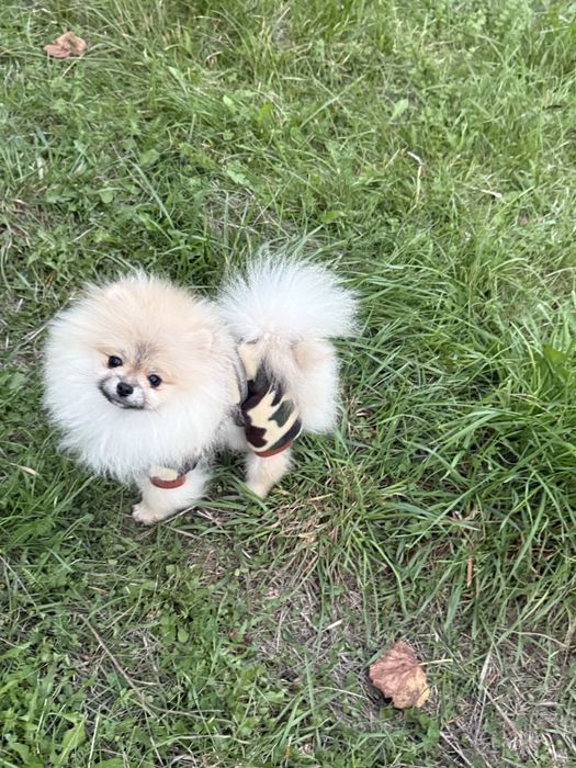 Щеночкі Померанського шпица