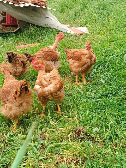 Verdadeiros galos de campo