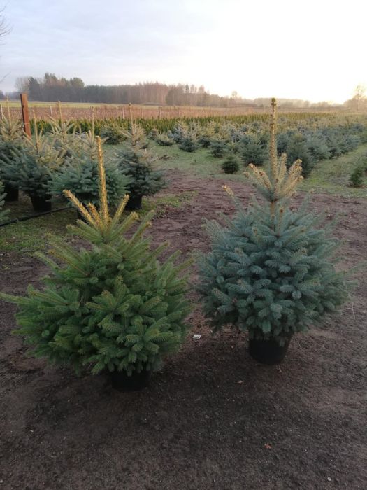 Choinki Świerk Srebrny Pospolity