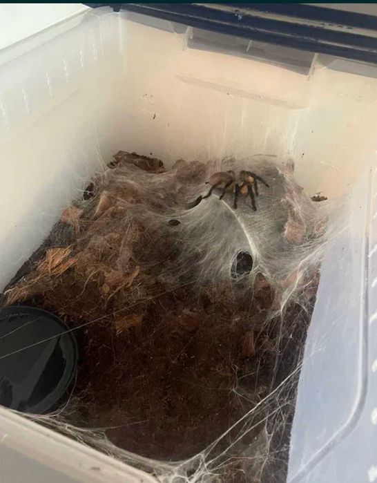 Monocentropus balfouri - grupówka 5 sztuk