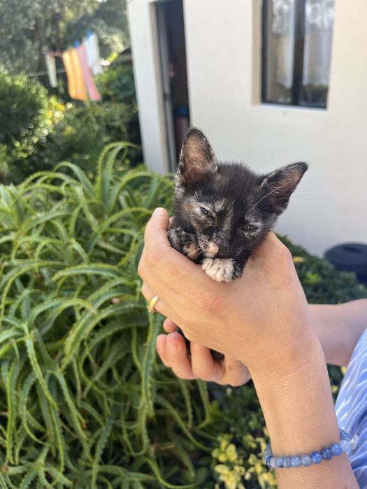Gatinha para adopcao responsavel