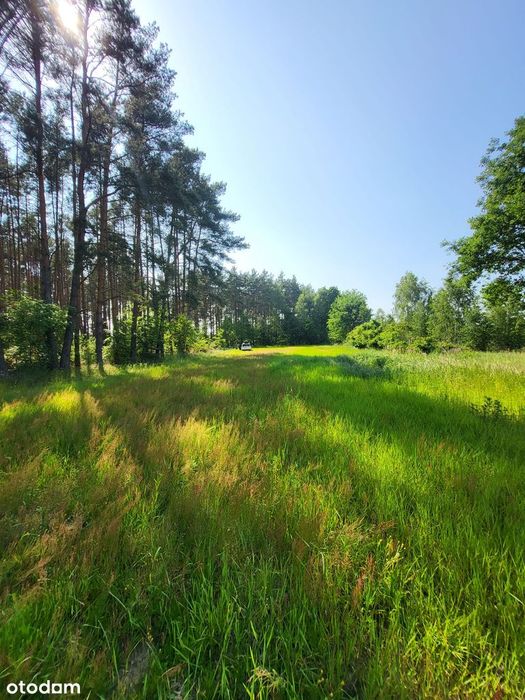 Działki budowlane nad Zalewem Bledzewskim. Las, jezioro i natura. - Widok 5