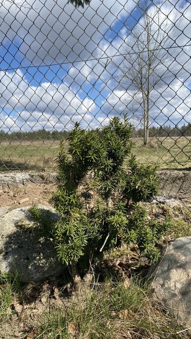 Cisy cis za kilka złotych Gawrych Ruda do wykopania