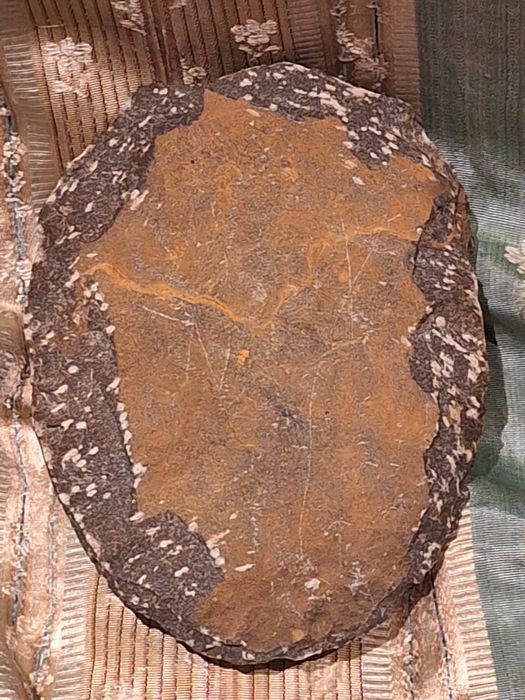 Fóssil de Trilobite (Espécie Phacops) – Exemplar de Coleção
