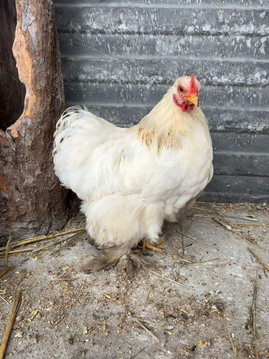 Kury Koguty kogut Kochin karzelek miniaturowy  lokowany