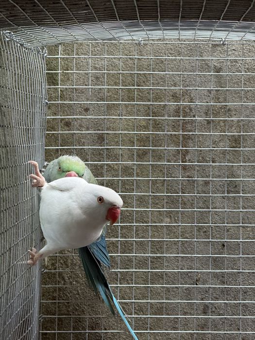 Ring neck albina femea de 2024