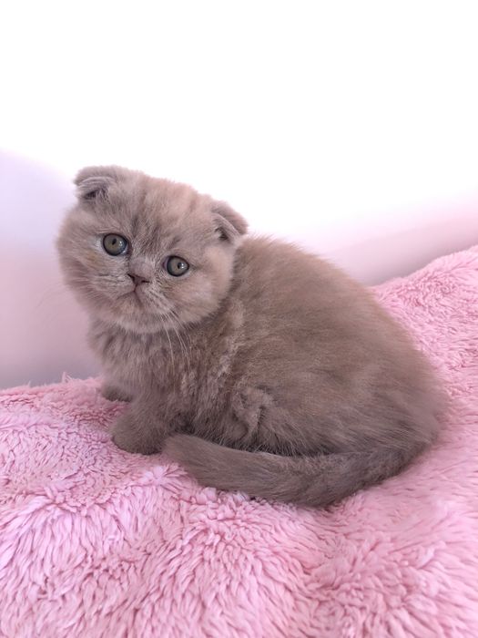 Scottish Fold Lilac