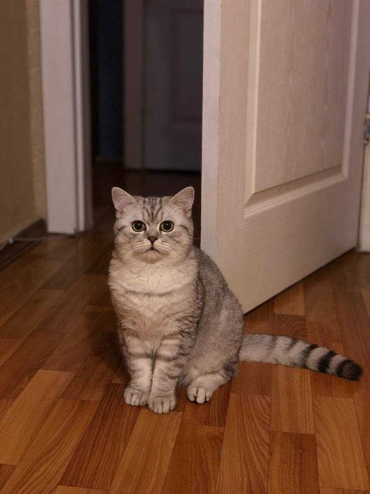 В'язка, Кіт Альберт Британець