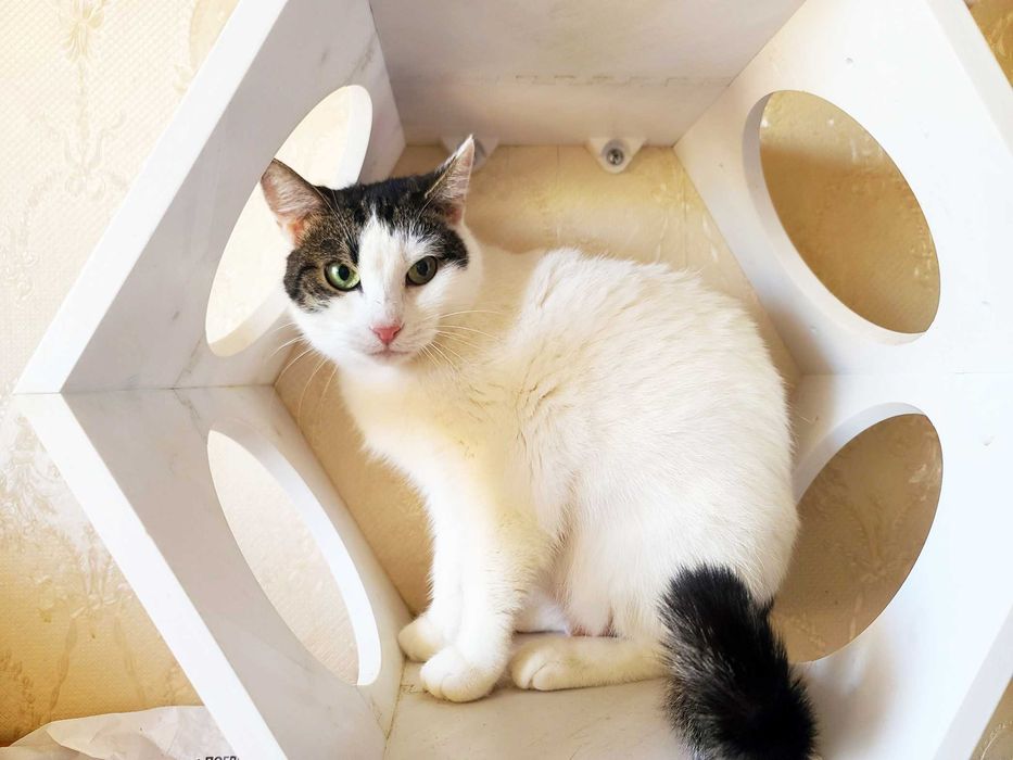 Моніка, кішка 3 роки, чекає на справжню родину, стерилізована