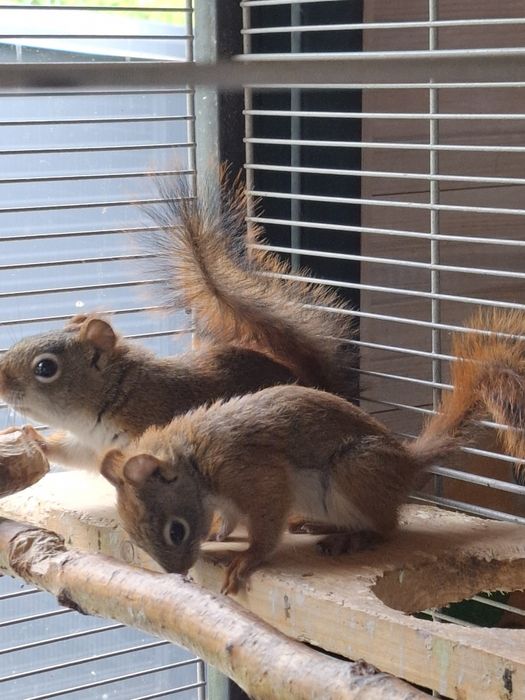 Wiewiórka Hudsona (Tamiasciurus hudsonicus) – młode z hodowli