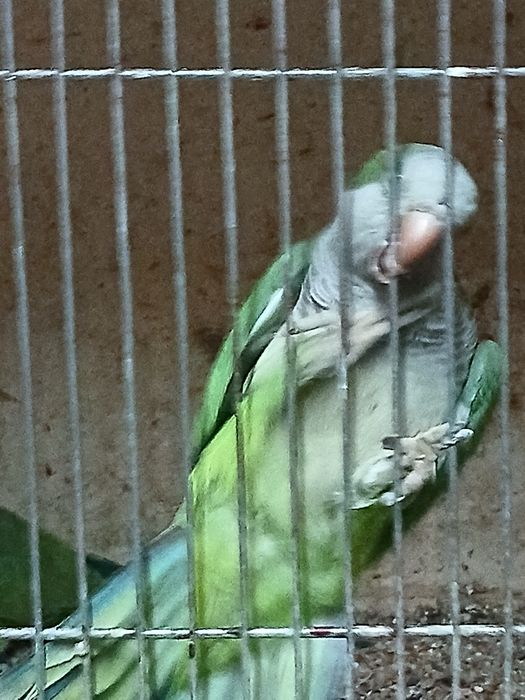 Sprzedam kanarki mlode