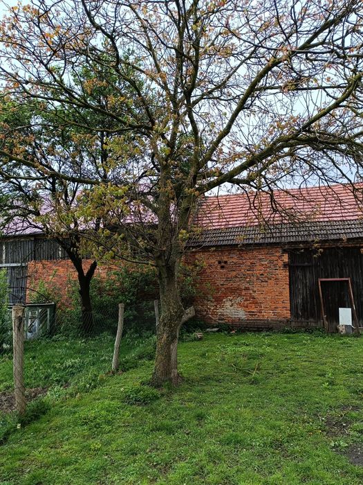 Drzewo orzech włoski