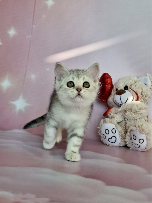 Шотландці! Кошенята з документами!