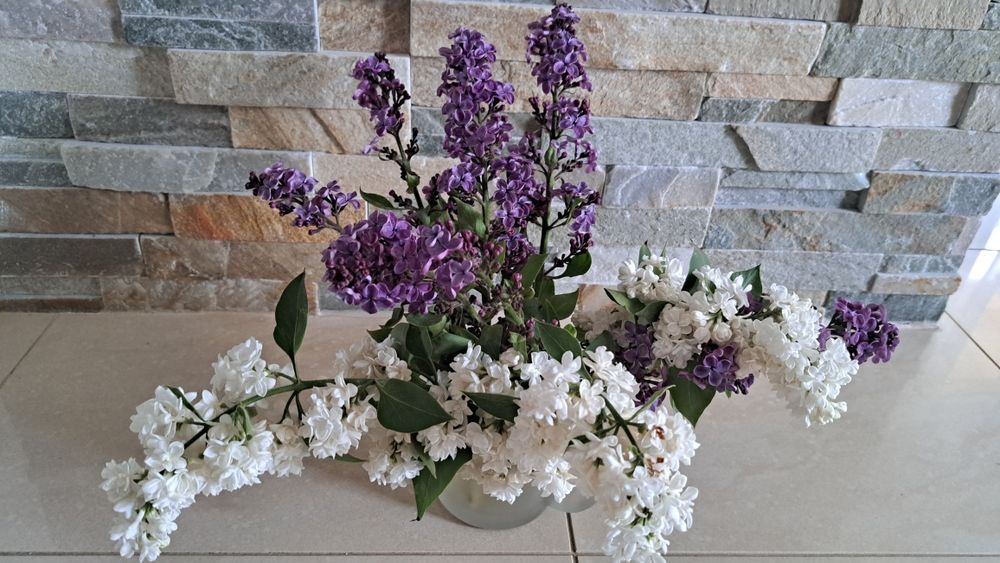 Sadzonka lilak bez fioletowy wys. 85 cm