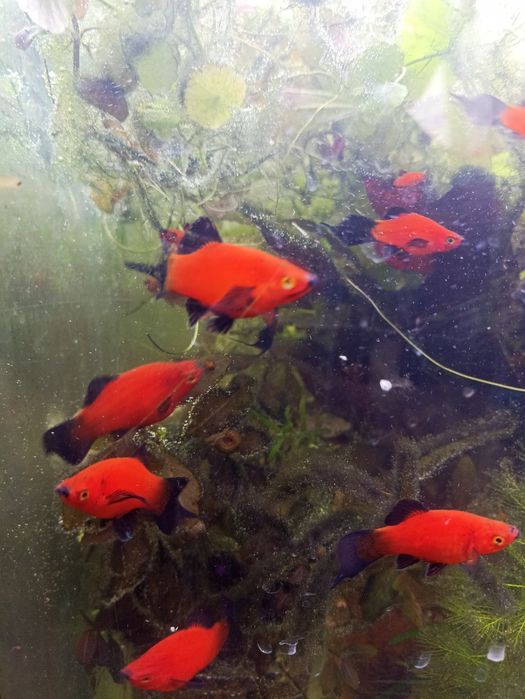 Продам пецилия Редиска чистая линия, яркий насыщенный окрас