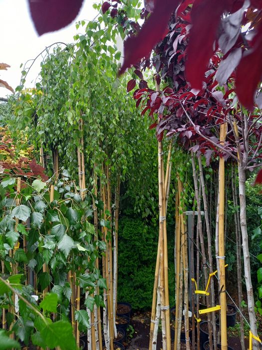 Tuja szmaragd 100 - 120 cm PRODUCENT