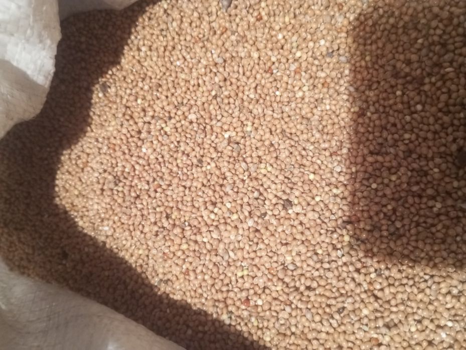 Продам просо жовте