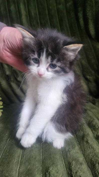 Віддамо у хороші руки