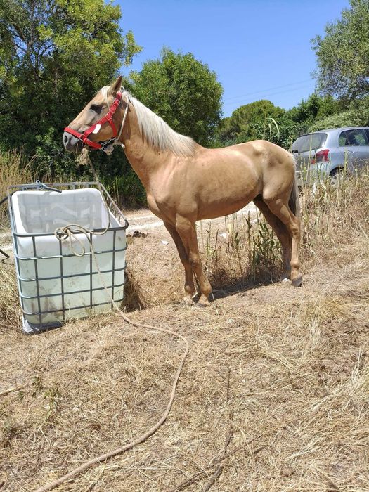Cavalo palomino 7anos