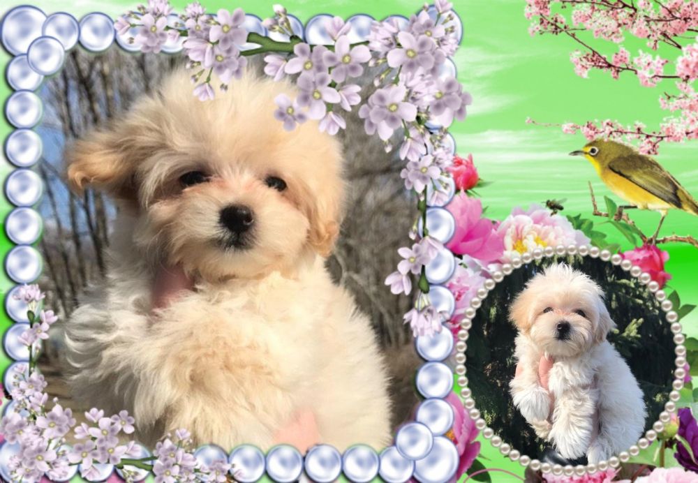 Мальті-Пу цуценята хлопчики та дівчата.