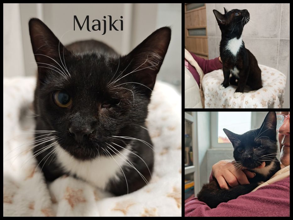 Wyjątkowe kociaki do adopcji