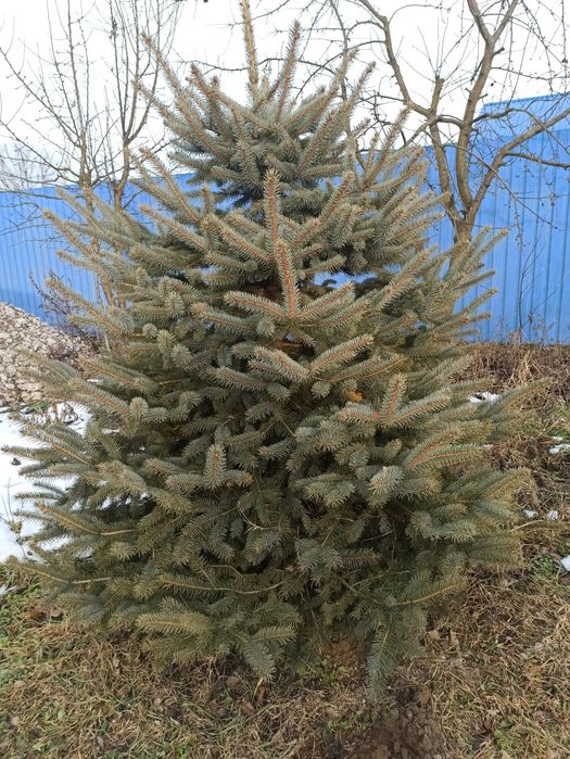 Продається Ялинка голуба