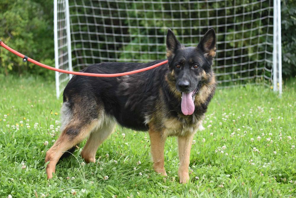 Luba - suczka do adopcji