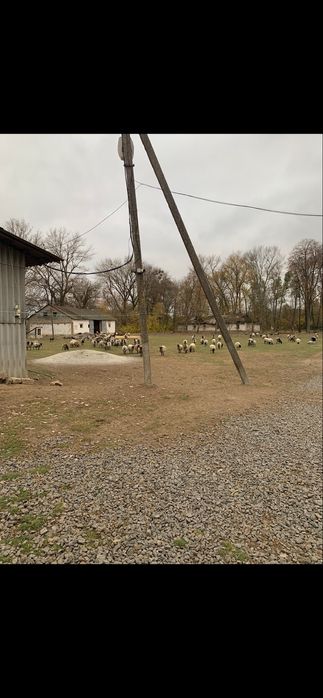 Ферма свиноферма вівчарня