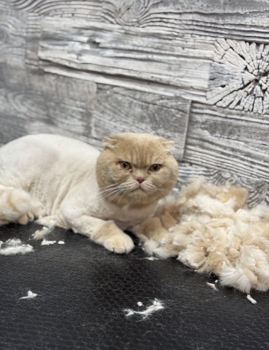 Вычесывание/Стрижка котов .